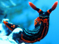   Nudibranch hanging coral outcropping playing camera. Puerto Galera Philippines. Canon Powershot housing. camera Philippines housing  